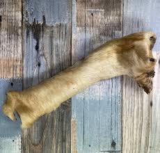 Rolled Beef Leg skins with fur and hoof (single piece)